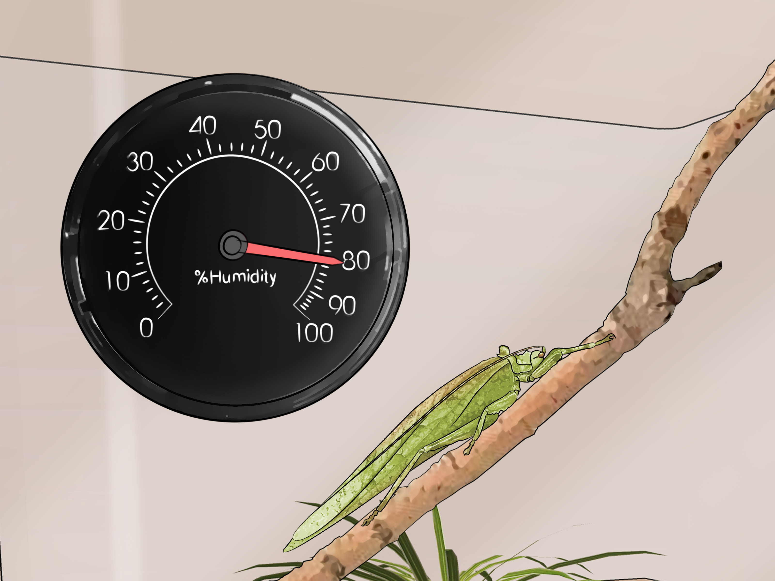 3 Ways to Take Care of a Katydid Insect