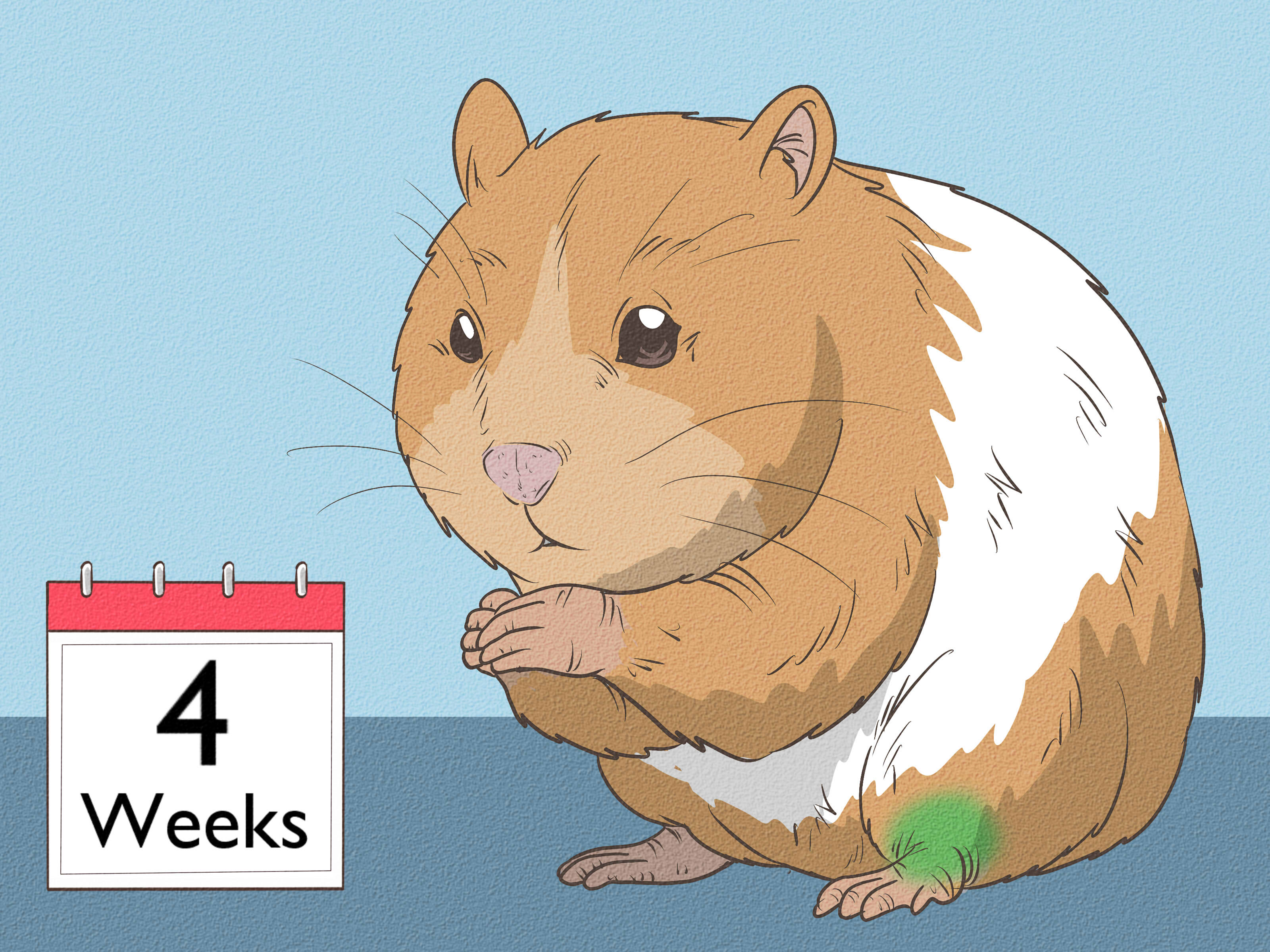 How to Treat Your Hamster’s Broken Leg: 8 Steps