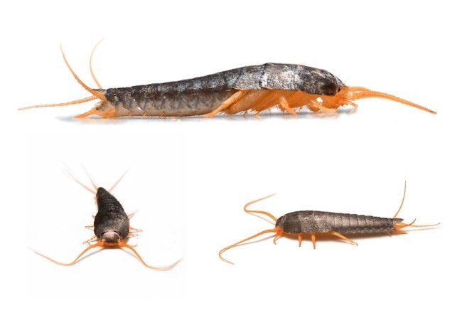 How to Get Rid of Silverfish – Bob Vila