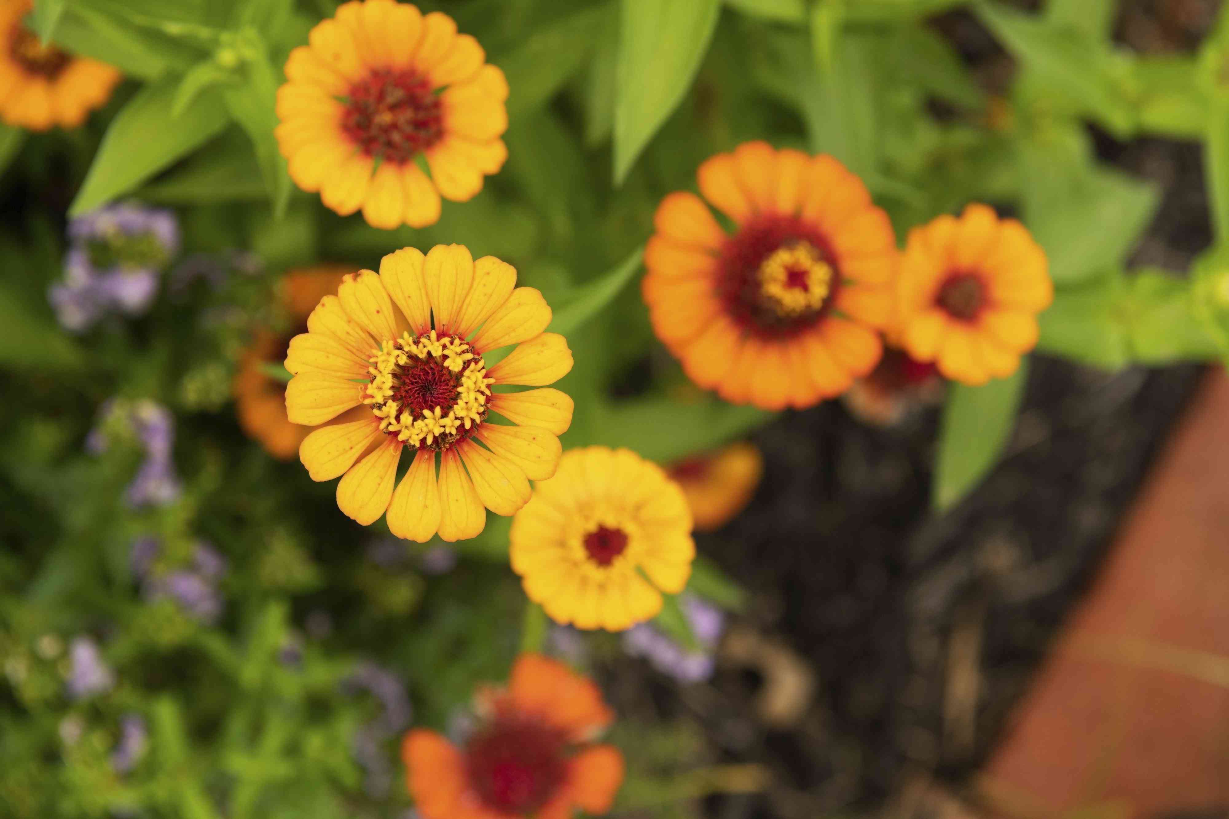 How to Harvest and Save Zinnia Seeds