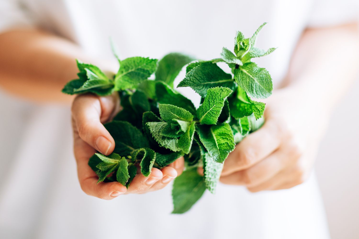 7 Mint Benefits That Prove It's a Nutritious Herb