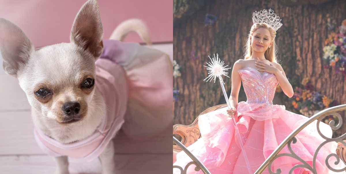 The Trendiest “Wicked” Pet Names That Are Perfect for the Toto in Your Life
