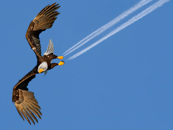 50 Perfectly Timed Animal Photos