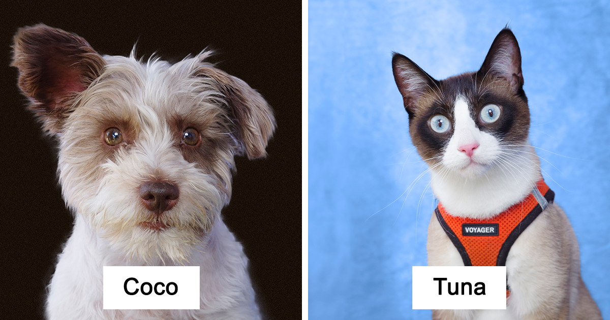 From Funny Faces To Tender Gazes: I Try To Capture Every Pet’s True Personality (20 Pics)