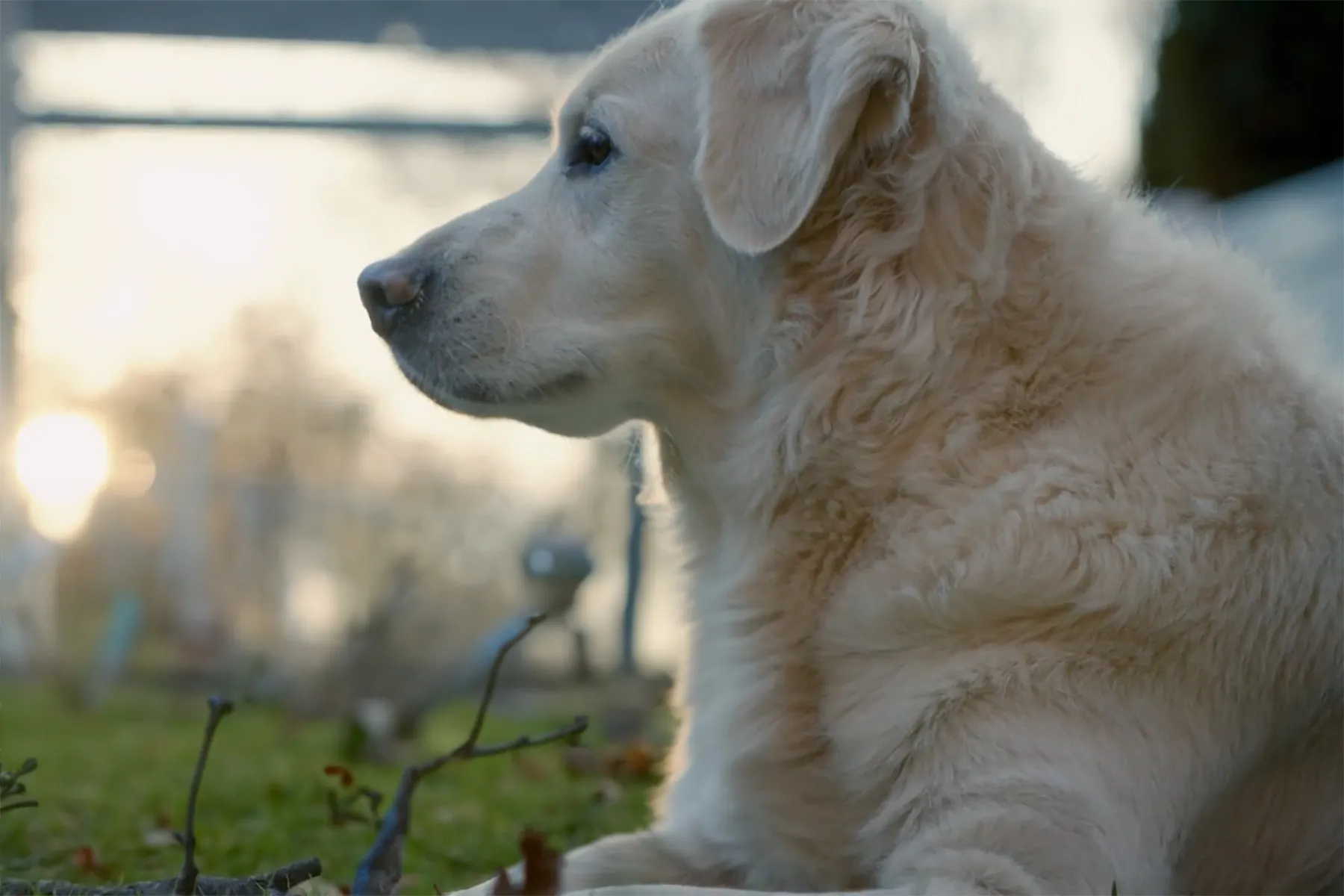 Prevent Ticks on Your Pet