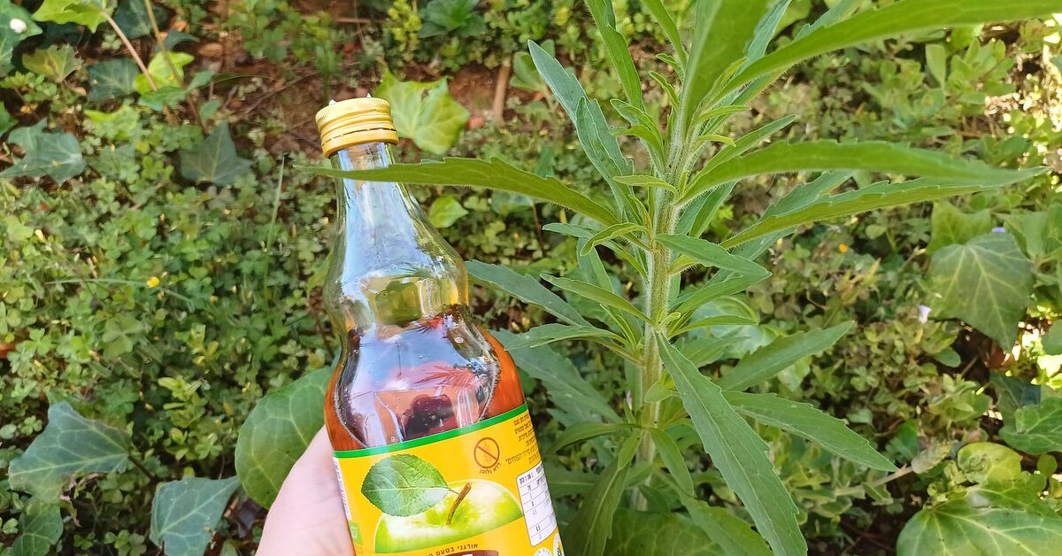Apple Cider Vinegar Weed Killer: The Best Natural Remedy
