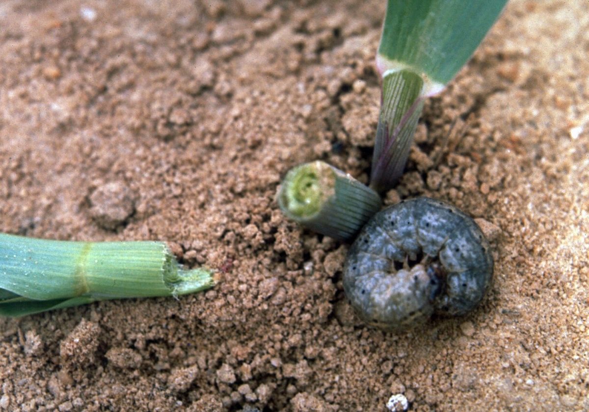 How to Get Rid of Cutworms Safelythe Remedy Is Likely in Your Bathroom
