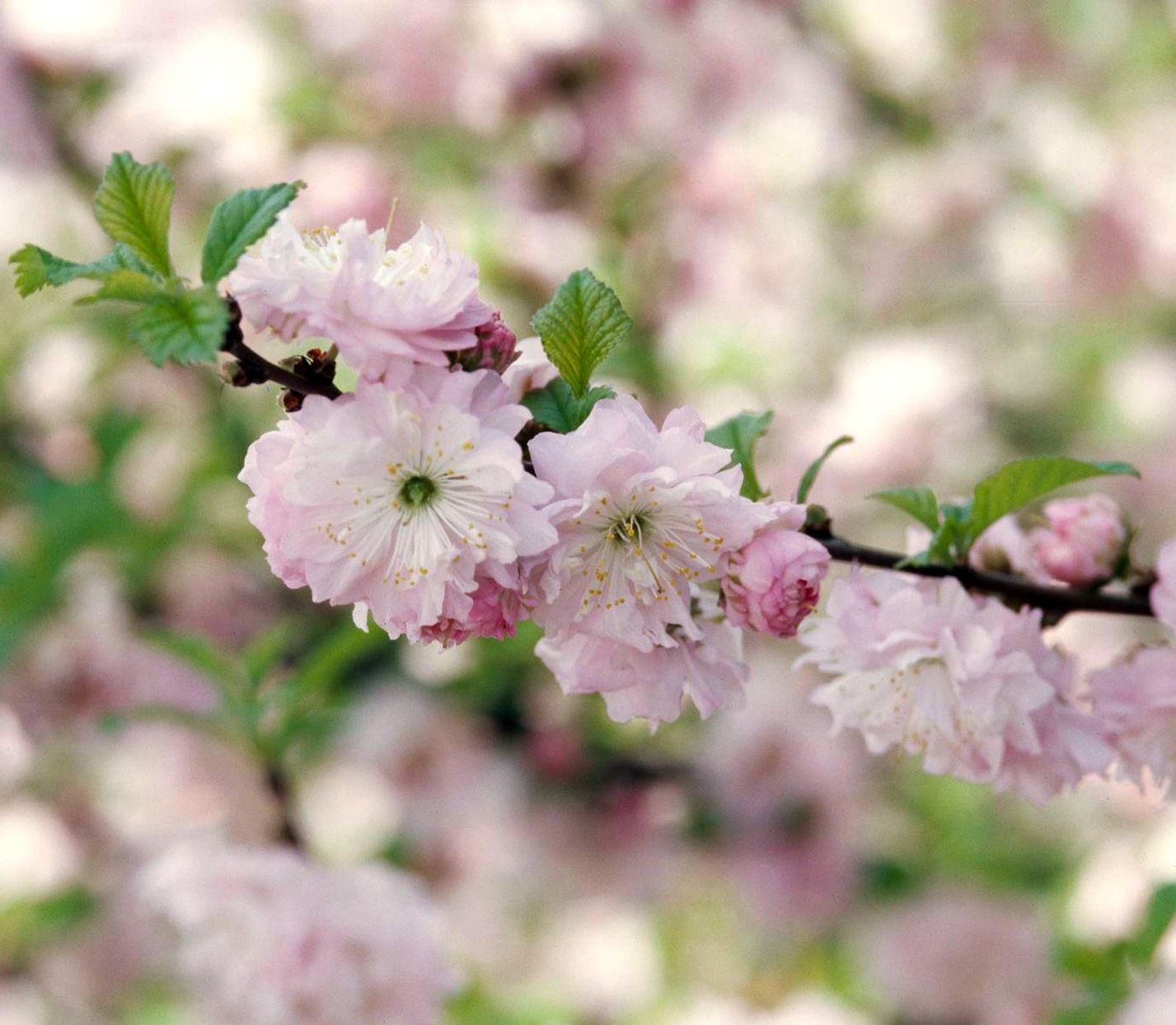 How to Plant and Grow Flowering Almond